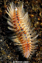 found in Lembeh; D200 by Thomas Lueken 
